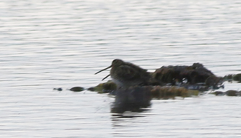Common Snipe